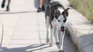 Perro, animales, mascotas