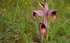 Extremadura, especies de flora, plantas