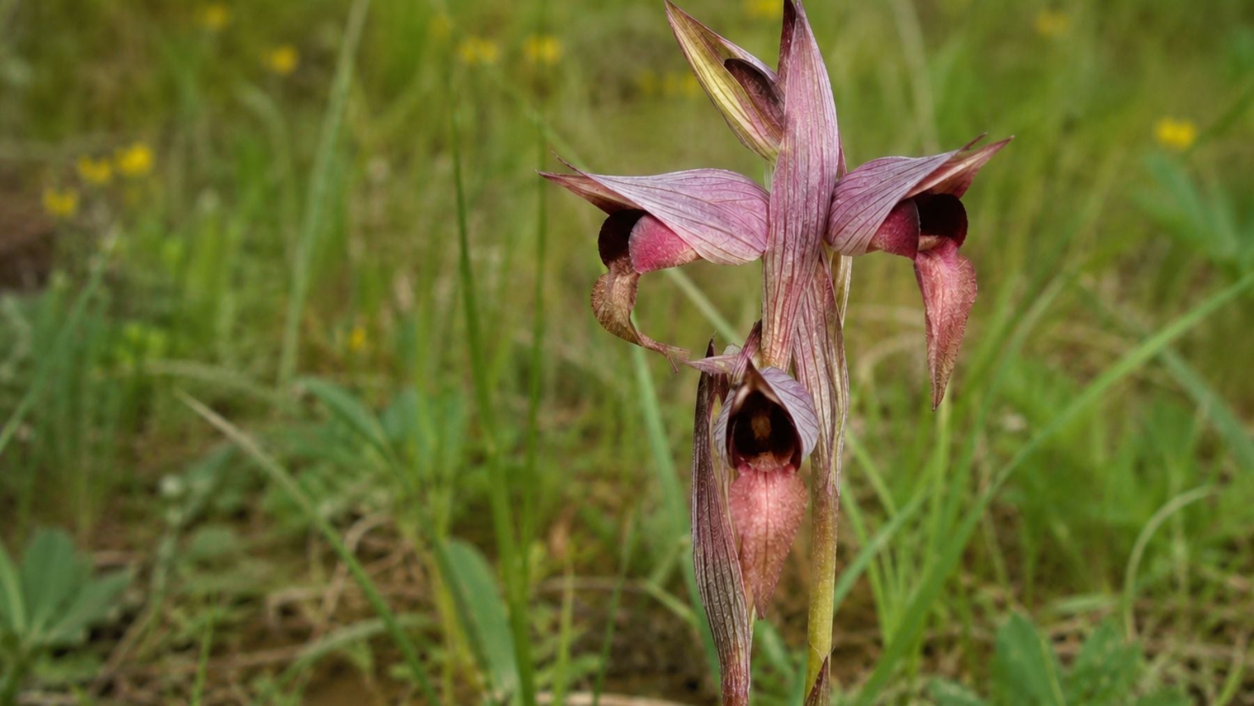La aplastas sin querer al pasear por el campo, pero es una de las especies de flora endémica más amenazadas de Extremadura