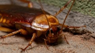 Cucarachas
