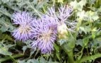 Planta, flora, curiosidades, naturaleza, Toledo