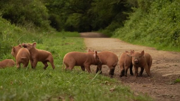 Lechones de la raza Tamworth en la finca Knepp.