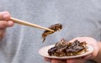 comer-insectos