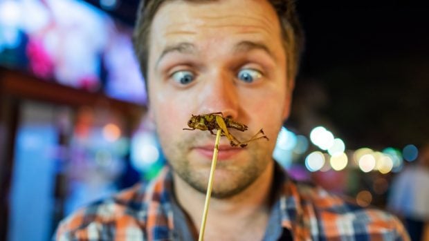 comer-insectos