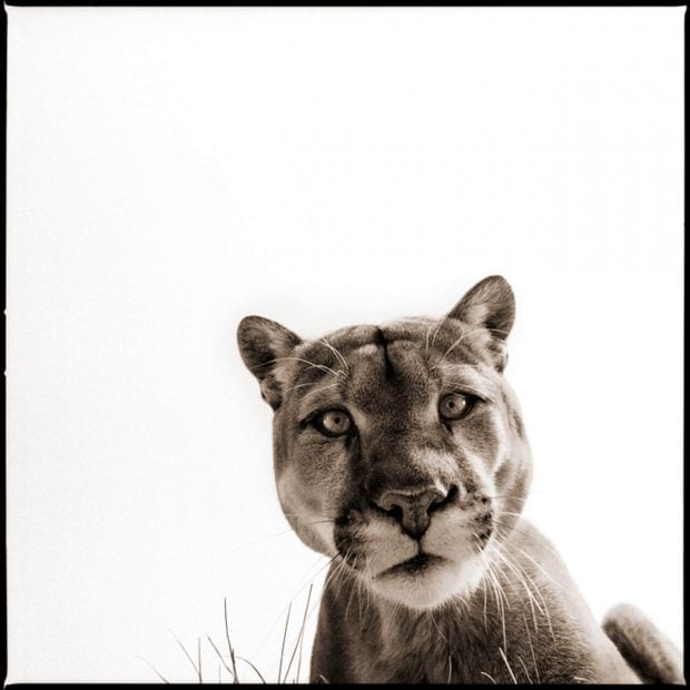 Nine Fran&ccedil;ois exposicion animalia animales havet gallery madrid