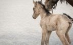 Cría de caballo