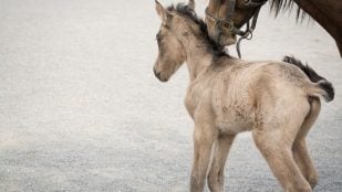 Cría de caballo