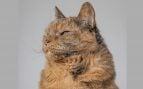 Gato Senior. Foto: Freepik - wirestock