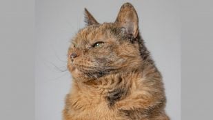 Gato Senior. Foto: Freepik - wirestock