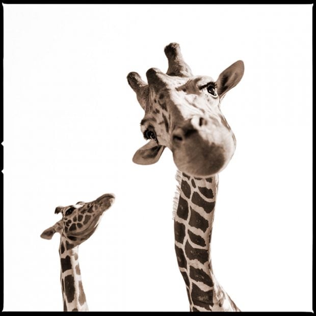 Nine Fran&ccedil;ois exposicion animalia animales havet gallery madrid