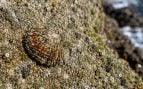 Animal en peligro de extinción pone en riesgo ampliación del puerto de Melilla, paralización ampliación puerto de Melilla, lapas en el puerto de Melilla, especie en peligro de extinción en Melilla.