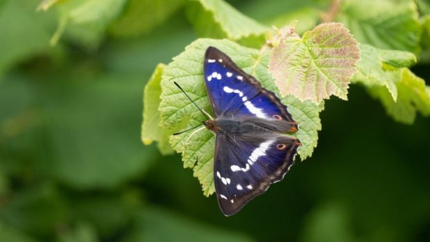 Knepp alberga una de las mayores poblaciones de mariposa emperador púrpura del Reino Unido.