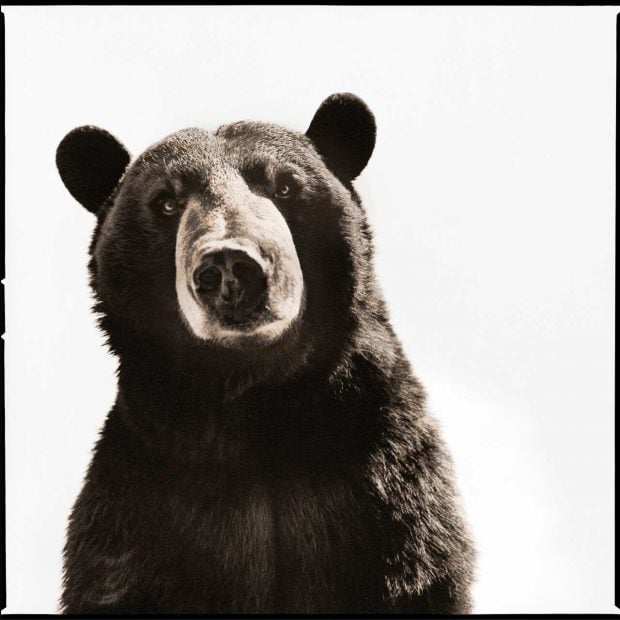 Nine Fran&ccedil;ois exposicion animalia animales havet gallery madrid