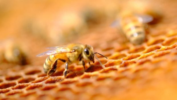 abeja