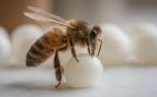 abeja reina IA