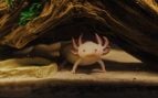 El ajolote es una especie de anfibio endémica de México.
