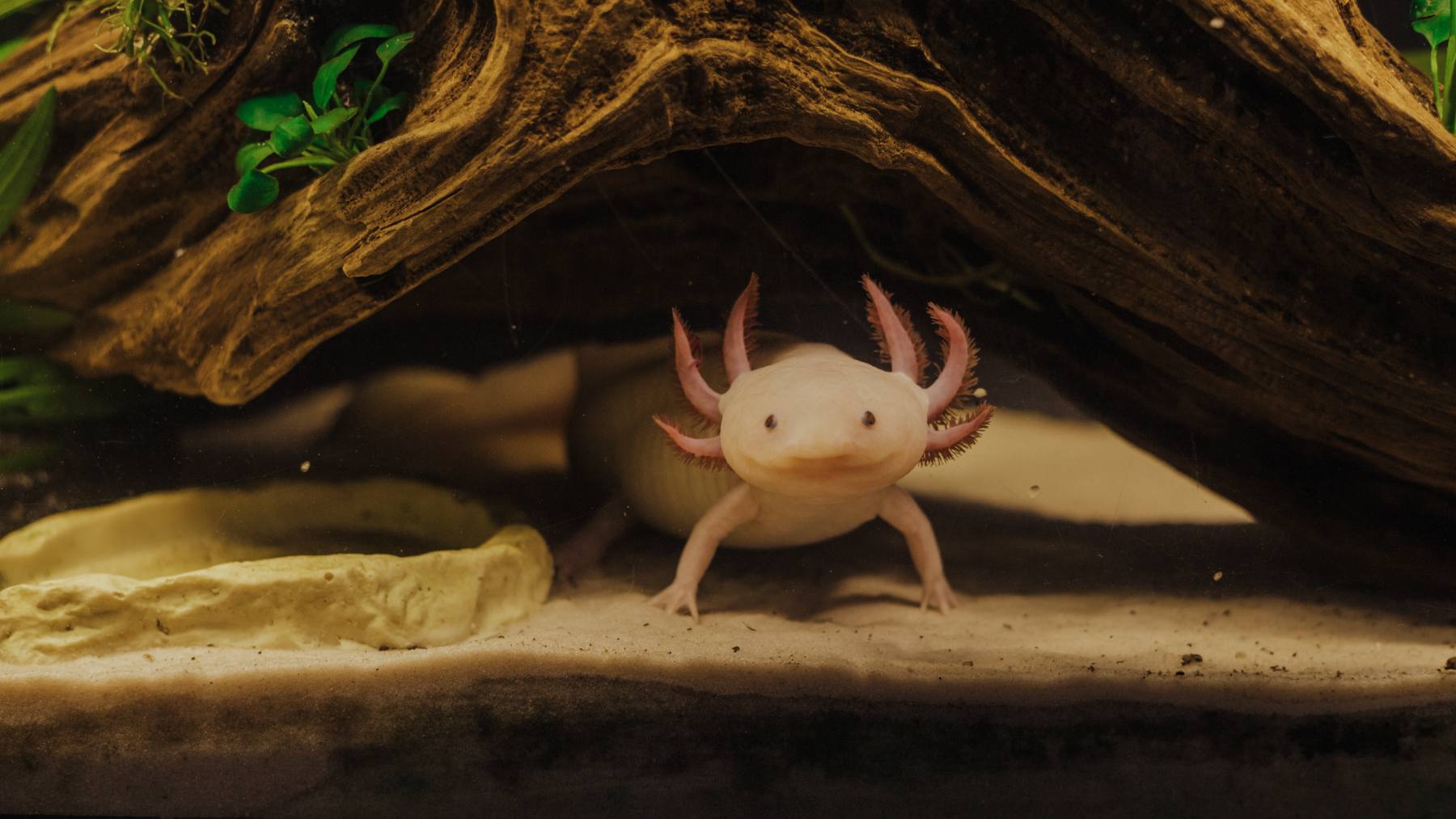 El ajolote es una especie de anfibio endémica de México.