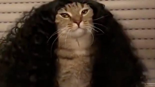 Gato con una peluca como el pelo de Cucurella.