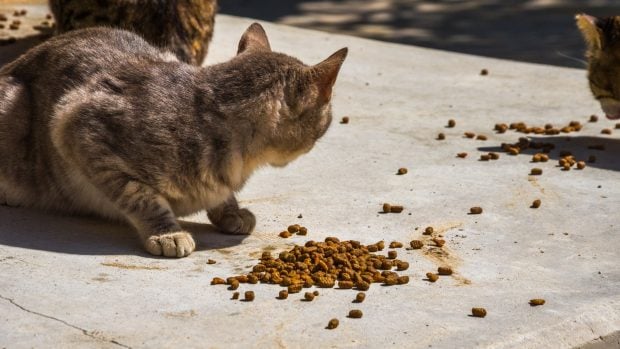 gatos callejeros
