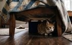 Gato