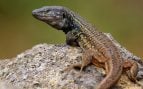 Lagarto tizón
