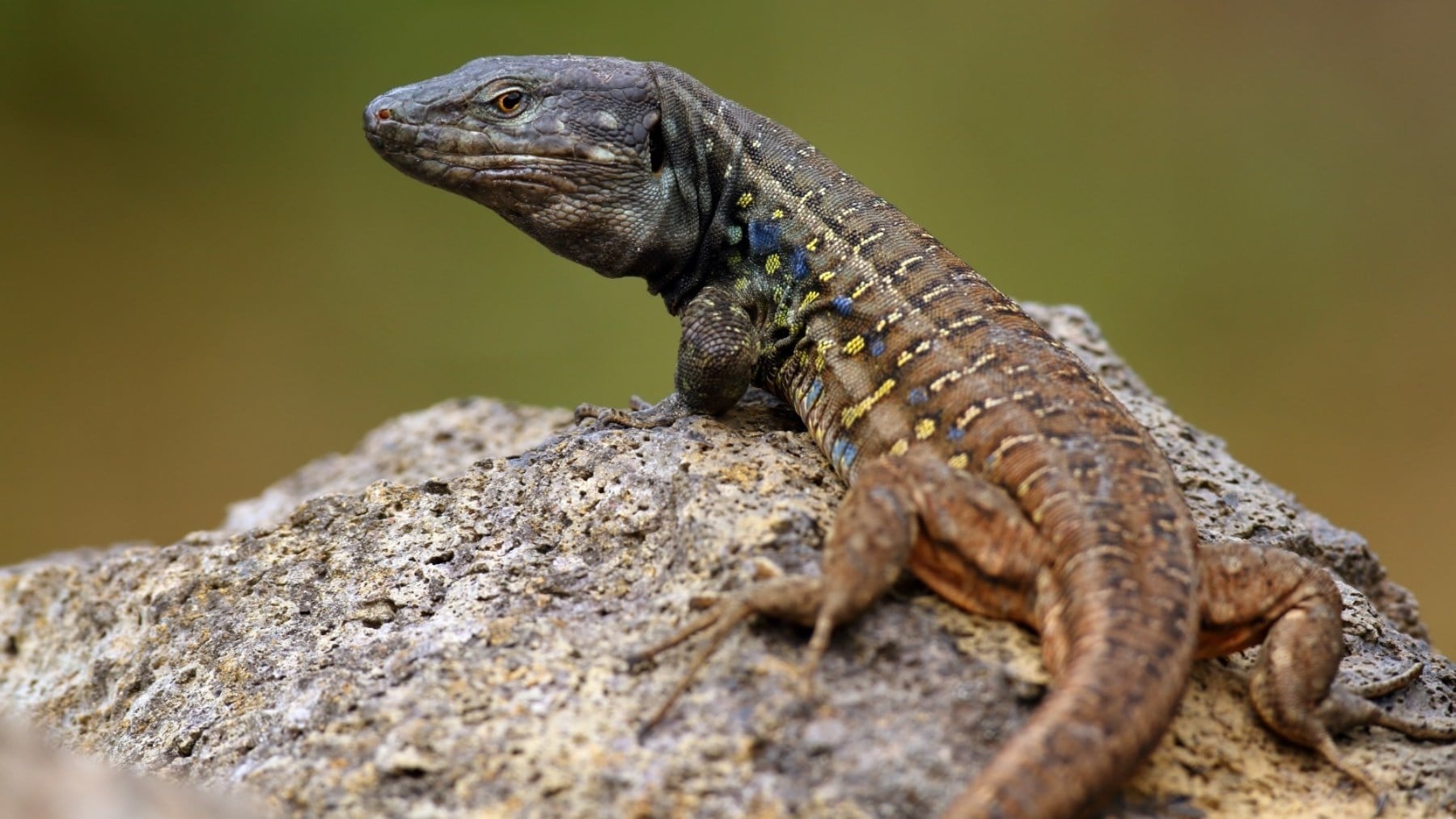 Lagarto tizón. (Foto: Beneharo Rodríguez).