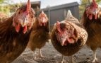 pollos, animales, aves, especie