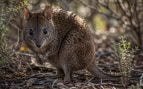 potoroo de Gilbert, animal, mamífero
