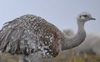 Ave, Perú, animales, naturaleza