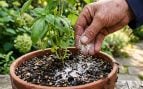 eliminar las hormigas del jardín