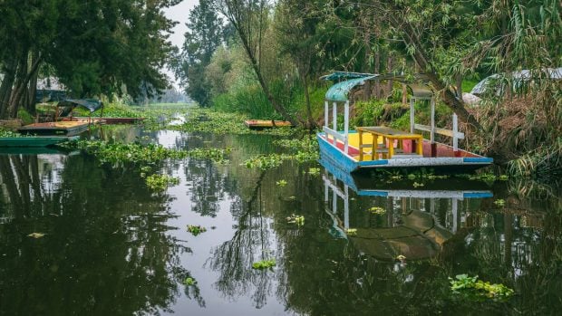 Trajineras en los canales de Xochimilco.