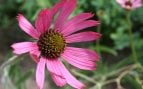 Plantas, flora, curiosidades