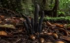Hongo, naturaleza, ciencia