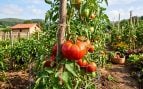 Planta del tomate
