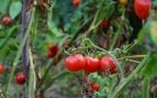 tomates
