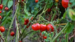 tomates