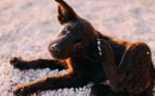 perro orejas