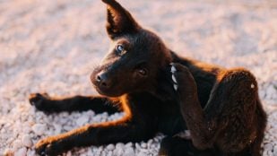 perro orejas