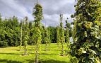 Oro verde, León, agricultura, planta