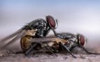 Descubren nuevas especies de moscas hematófagas, mosca hematófaga en Andalucía, descubrimiento del CSIC, CSIC y moscas.