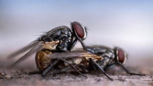 Descubren nuevas especies de moscas hematófagas, mosca hematófaga en Andalucía, descubrimiento del CSIC, CSIC y moscas.