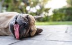 perro golpe de calor