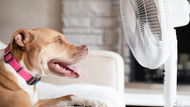 perro ventilador