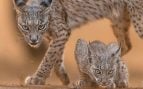 pueblo recuperación lince ibérico