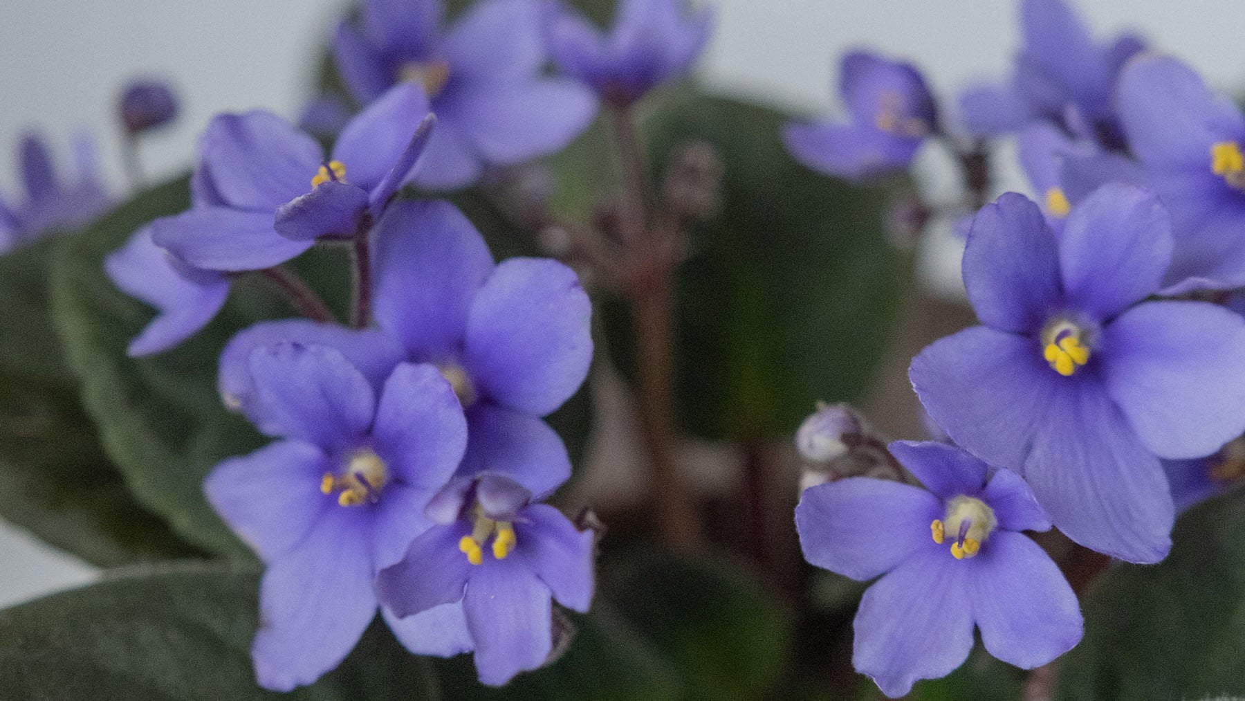 Violeta africana. Foto: Pexels.
