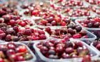 Cultivo de cerezas, mejorar la calidad de las cerezas, investigación española crea cerezas más firmes, científicos de Elche hacen cerezas más resistentes y sabrosas.