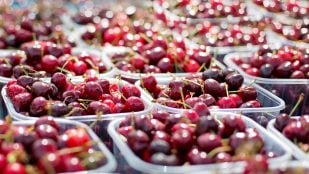 Cultivo de cerezas, mejorar la calidad de las cerezas, investigación española crea cerezas más firmes, científicos de Elche hacen cerezas más resistentes y sabrosas.