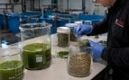 Residuos cerveceros y microalgas, microalgas en acuicultura, CSIC usa residuos de cerveza para las microalgas.