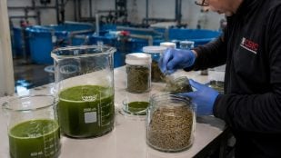 Residuos cerveceros y microalgas, microalgas en acuicultura, CSIC usa residuos de cerveza para las microalgas.