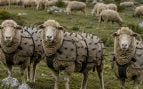 Ovejas, lobos, animales, armadura ovina